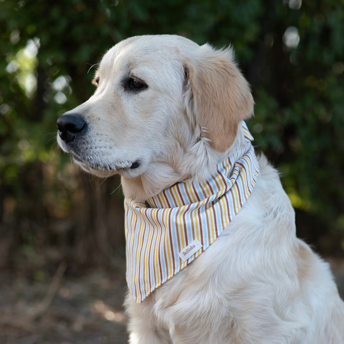 Bandana Tournesol