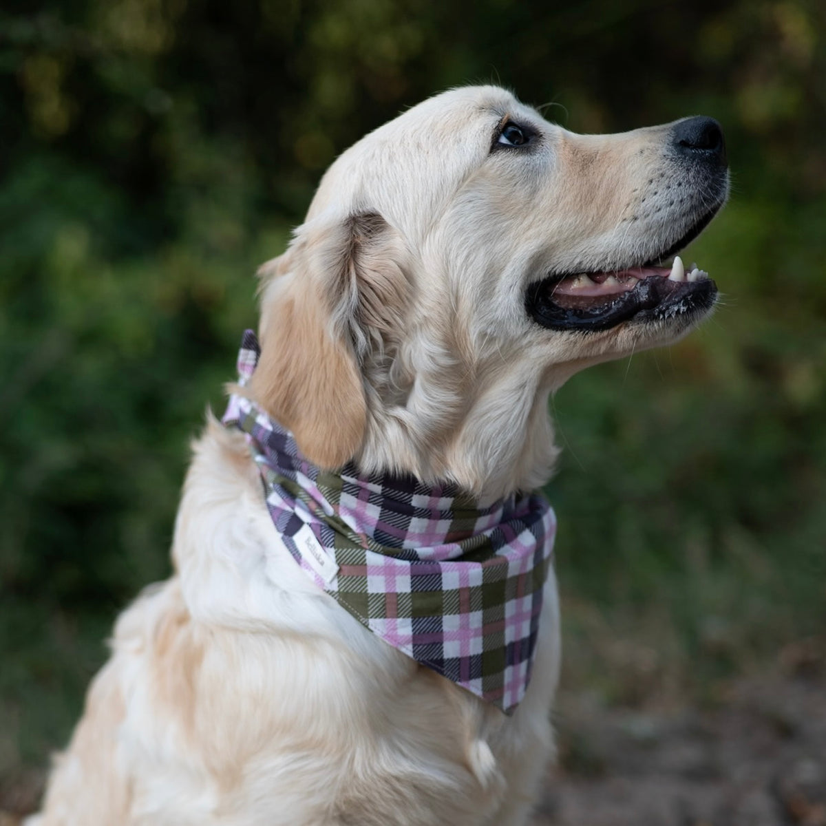 Bandana Oscar
