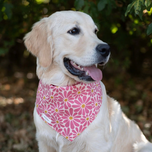 Bandana Belle
