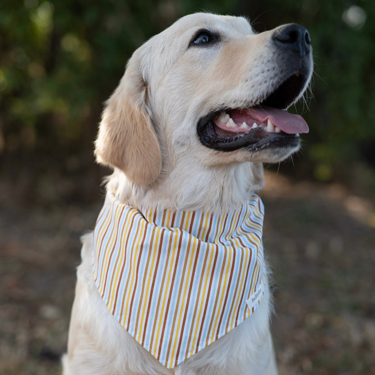Bandana Tournesol