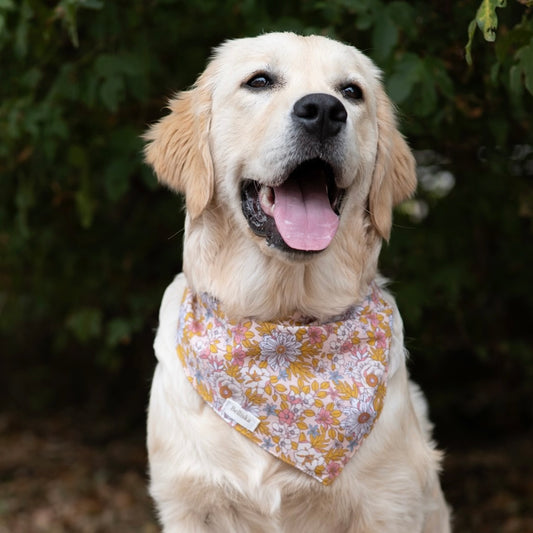 Bandana Colette